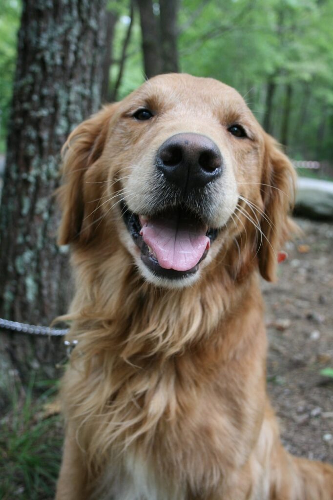 dog, golden retriever, labrador-2301935.jpg